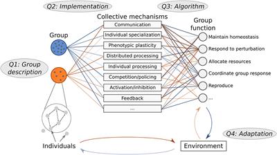 Hierarchical Approach for Comparing Collective Behavior Across Scales: Cellular Systems to Honey Bee Colonies